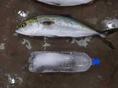ハマチの釣果