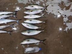 ハマチの釣果