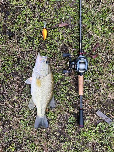 ブラックバスの釣果