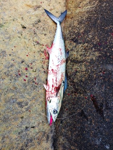 サゴシの釣果