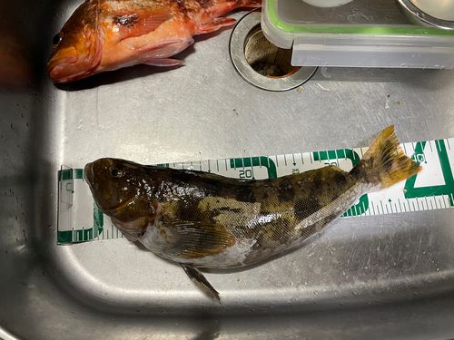 アイナメの釣果