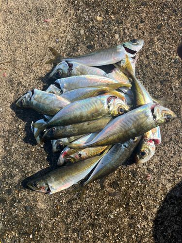アジの釣果