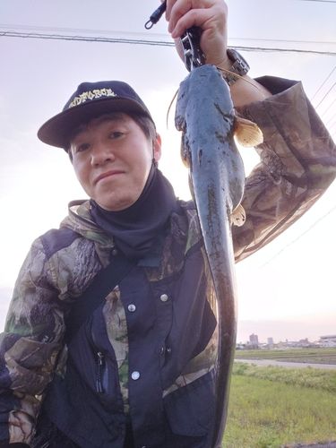 マナマズの釣果