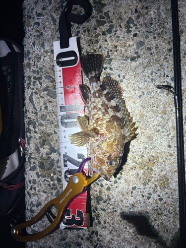 カサゴの釣果