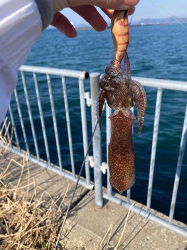 ヒイカの釣果
