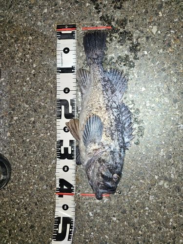 クロソイの釣果