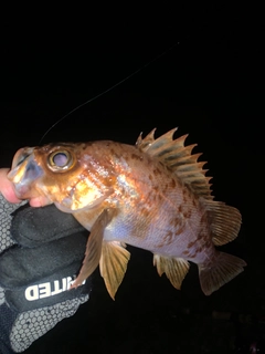 シロメバルの釣果