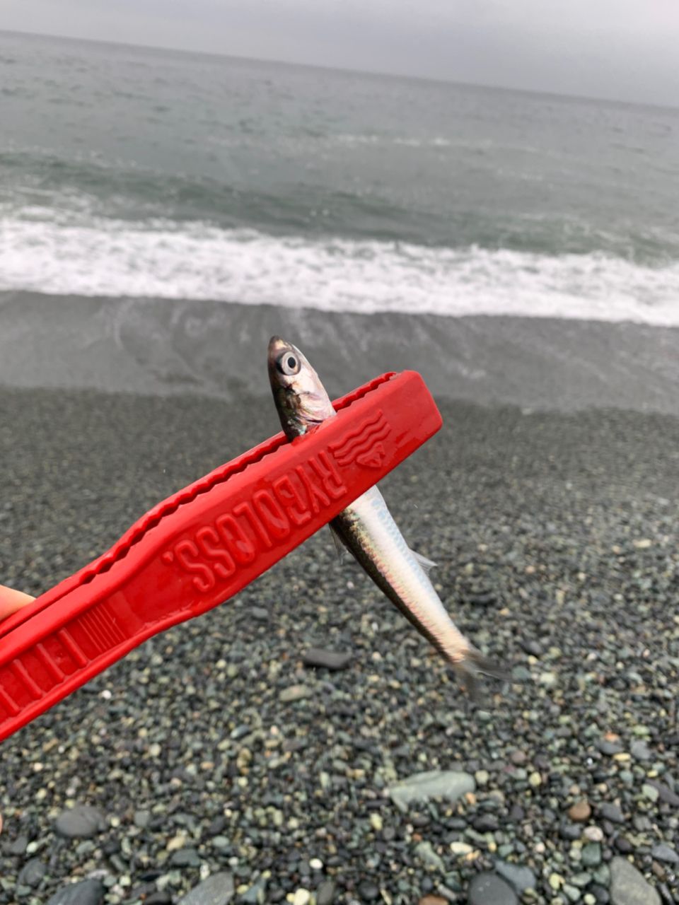 カタクチイワシ