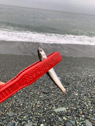 カタクチイワシの釣果