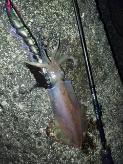 ケンサキイカの釣果