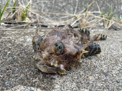 オニカジカの釣果