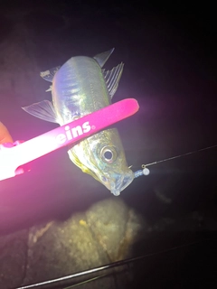 マアジの釣果