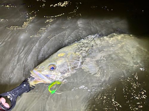 シーバスの釣果