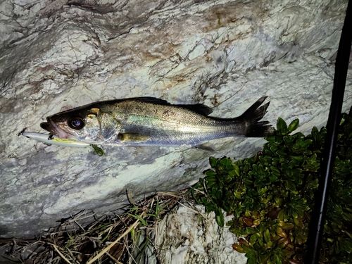 セイゴ（マルスズキ）の釣果