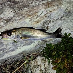 セイゴ（マルスズキ）