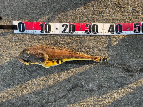 ツマグロカジカの釣果