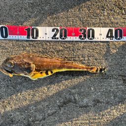 ツマグロカジカ