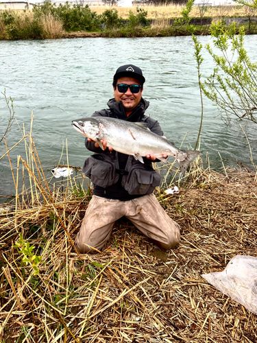 サクラマスの釣果