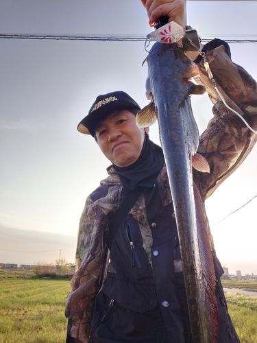 マナマズの釣果