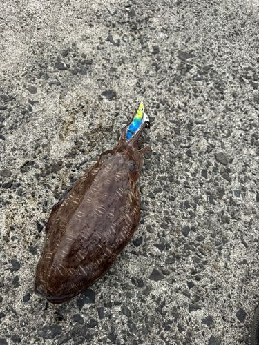 コウイカの釣果