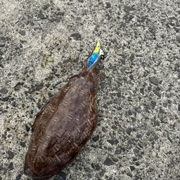 コウイカ