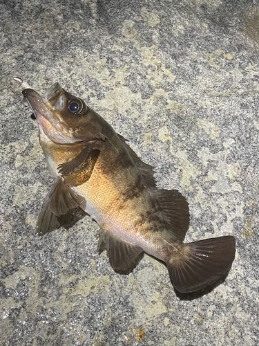 クロメバルの釣果