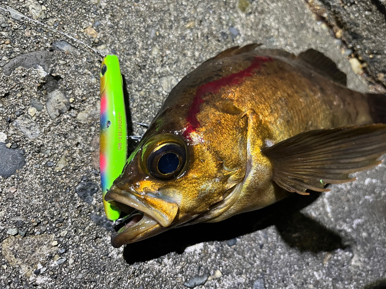 SHIMANO 20ツインパワー 2500Sの最安値・インプレ・釣果 | 本音
