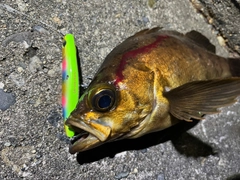 メバルの釣果