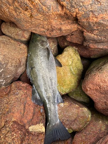 ヒラスズキの釣果