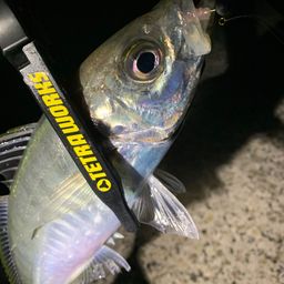 アジ