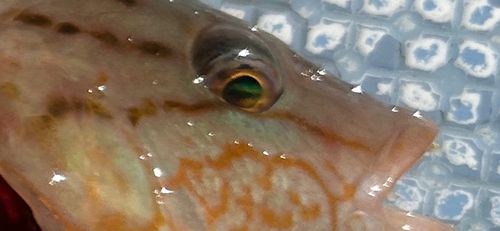 ホシササノハベラの釣果