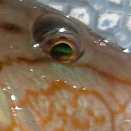 ホシササノハベラ