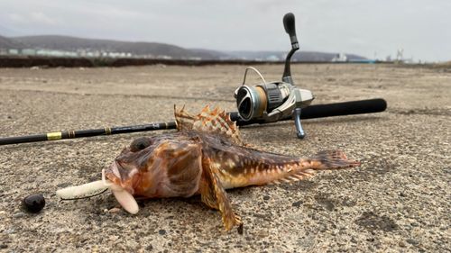 ツマグロカジカの釣果