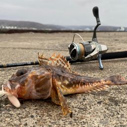 ツマグロカジカ