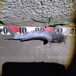 アメリカンキャットフィッシュ