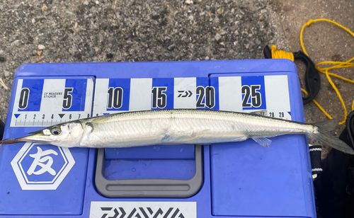 サヨリの釣果