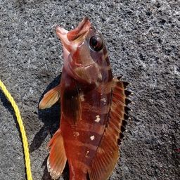 アカハタ