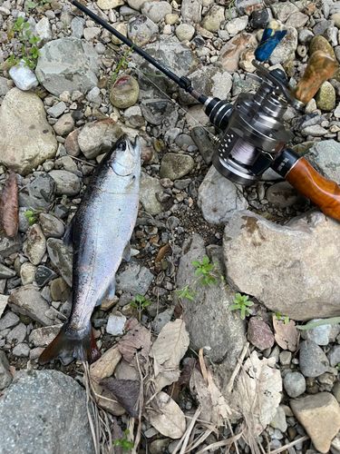 ヤマメの釣果
