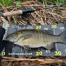 スモールマウスバス