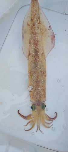 ヤリイカの釣果