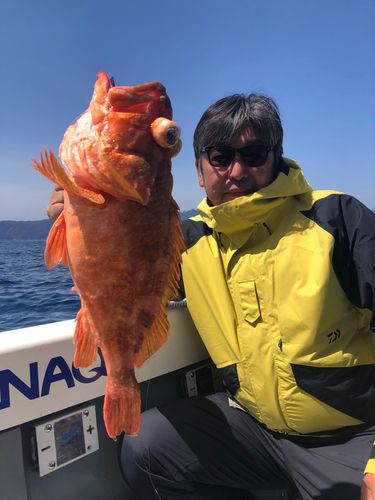 ウッカリカサゴの釣果