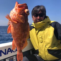 ウッカリカサゴ