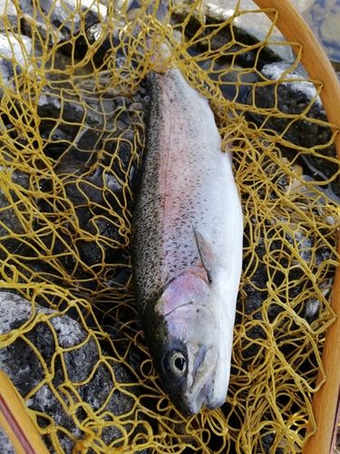 ニジマスの釣果