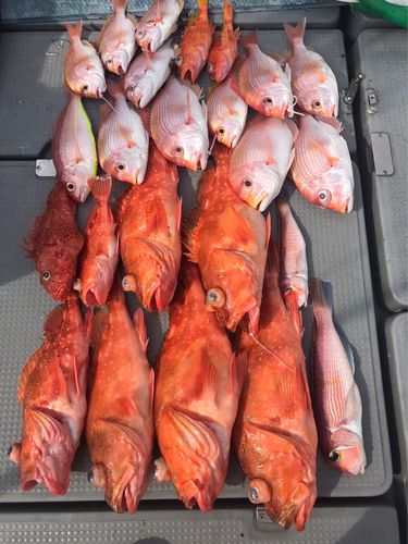 レンコダイの釣果