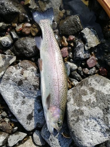 ニジマスの釣果