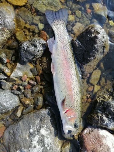 ニジマスの釣果