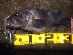 クロソイの釣果