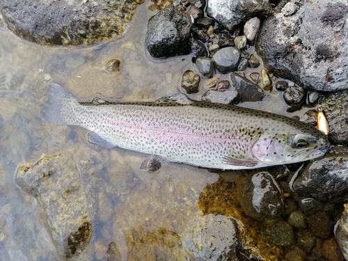 ニジマスの釣果