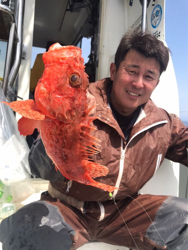 イズカサゴの釣果