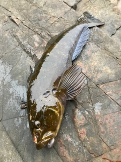 アイナメの釣果